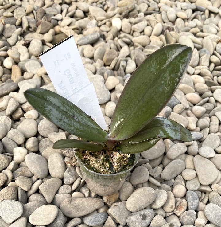 Phalaenopsis Purple Gem 'Es' (peloric - 3 lips)