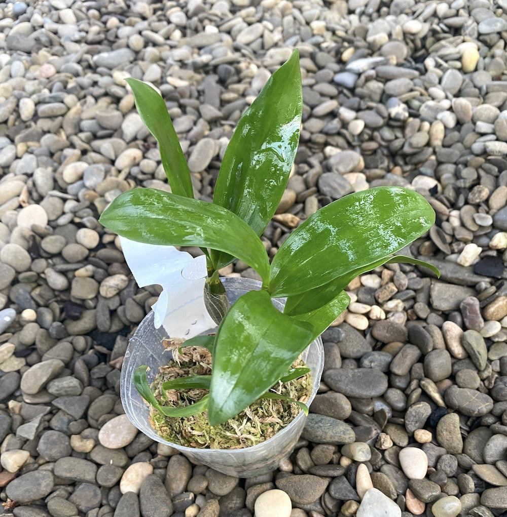 Dendrobium farmeri fma. petaloid album 'Hsinying' SM/TOGA