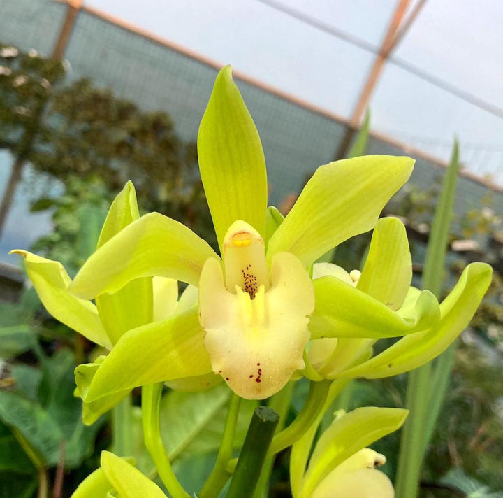 Cymbidium Yellow