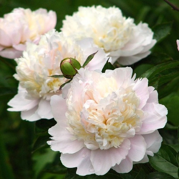 Bujori de gradina roze parfumati - Paeonia Lactiflora Shirley Temple