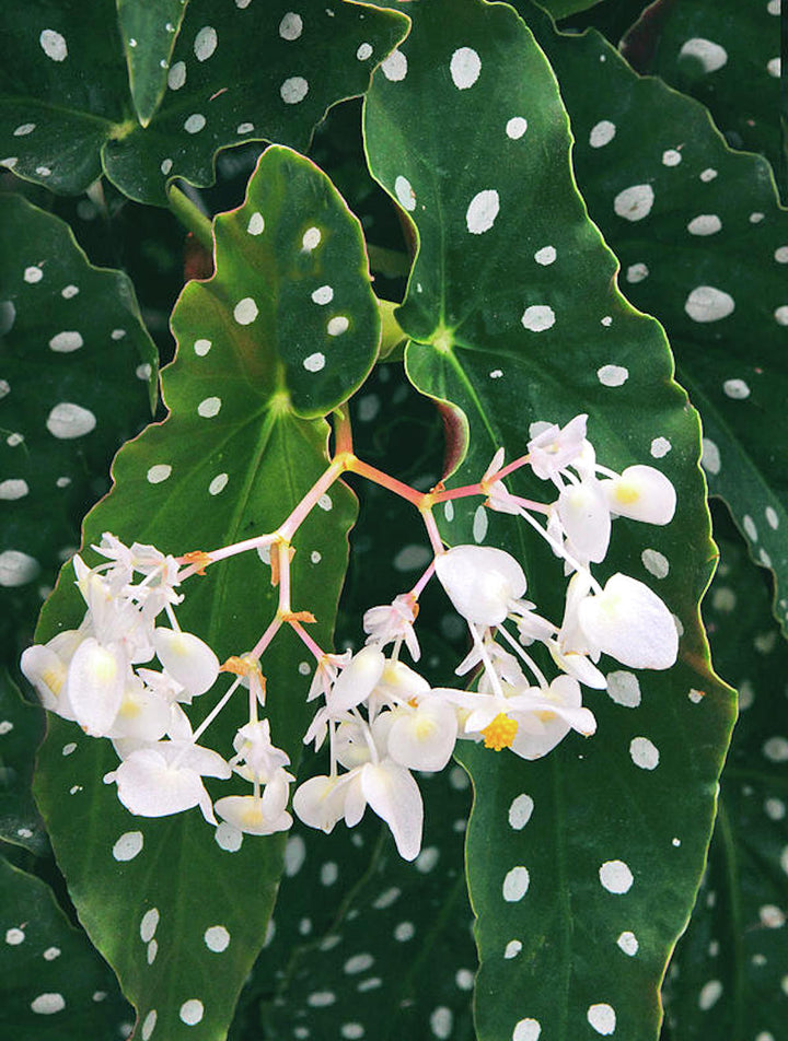 Begonia Maculata