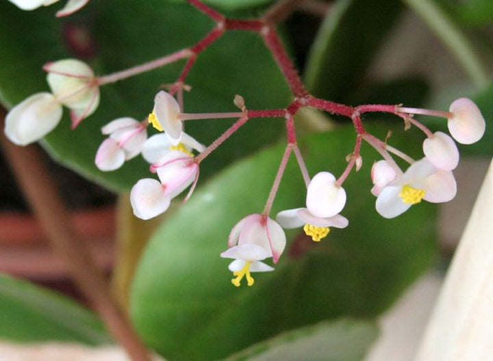 Begonia Conchifolia