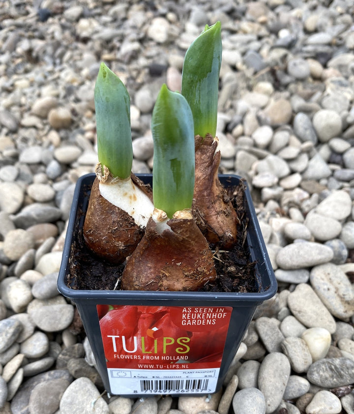 Bulbi de lalele batute rosii in ghiveci (Tulip Flaming Baby)