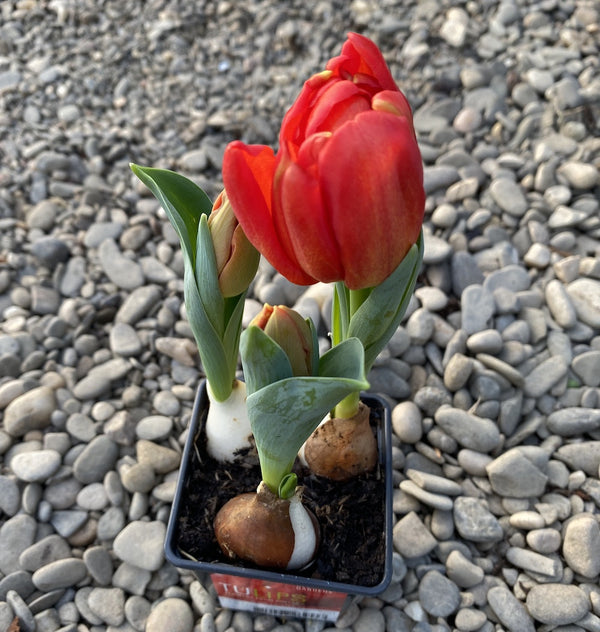 Bulbi de lalele batute rosii in ghiveci (Tulip Flaming Baby)