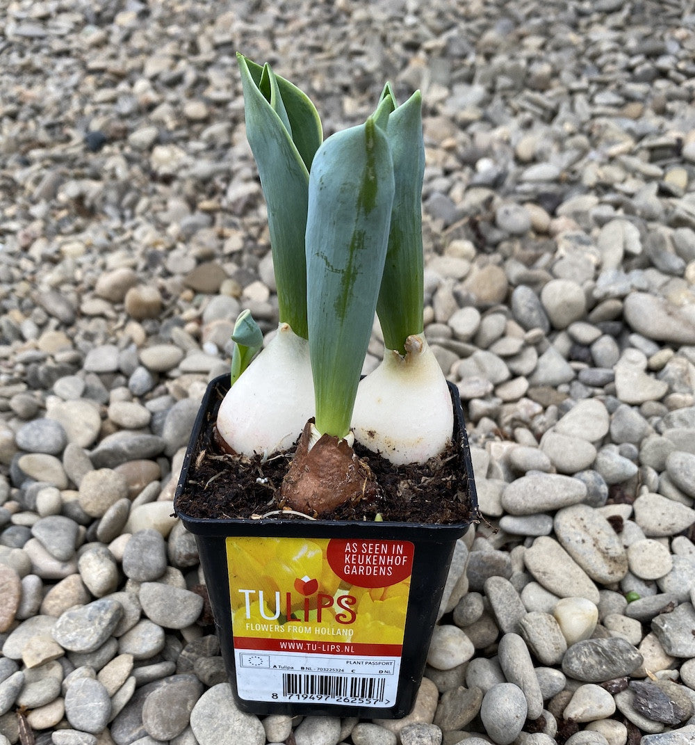 Bulbi de lalele galbene batute in ghiveci (Tulip Flaming Baby)