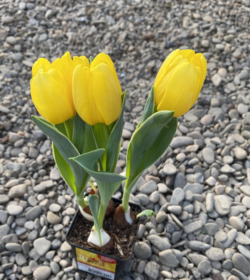 Bulbi de lalele galbene batute in ghiveci (Tulip Flaming Baby)