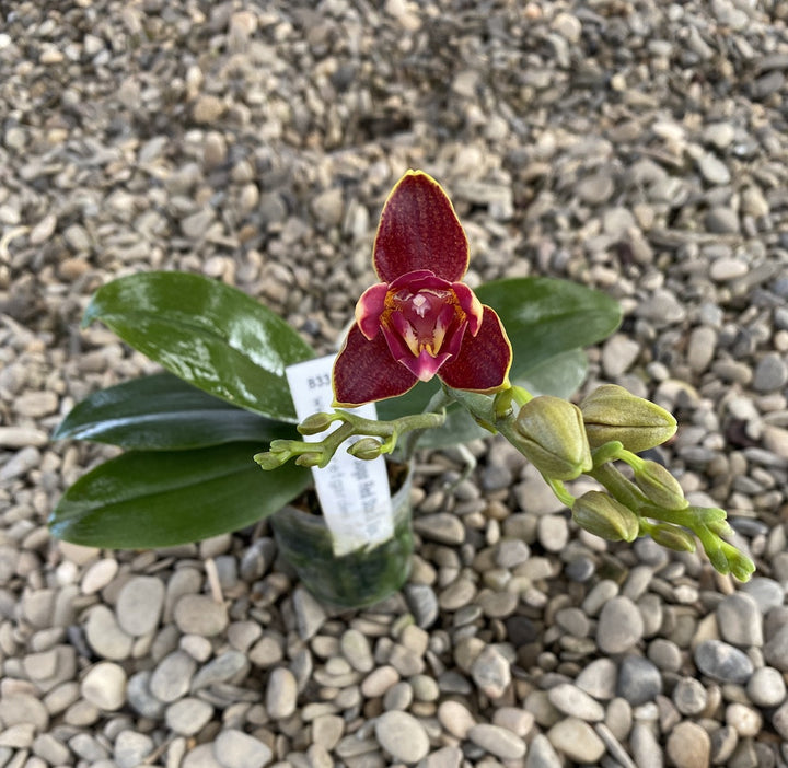 Orhidee Phalaenopsis Sogo Red Star parfumata