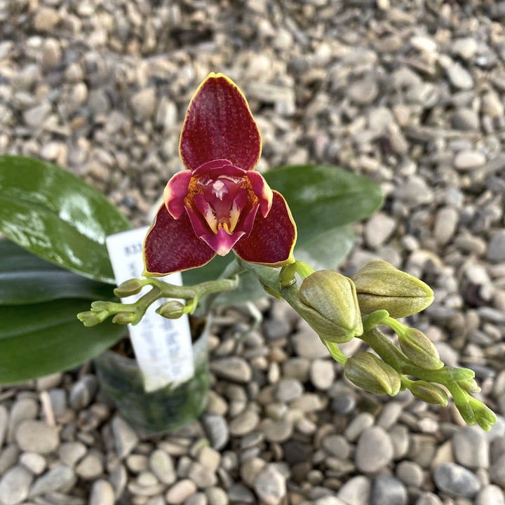 Orhidee Phalaenopsis Sogo Red Star parfumata