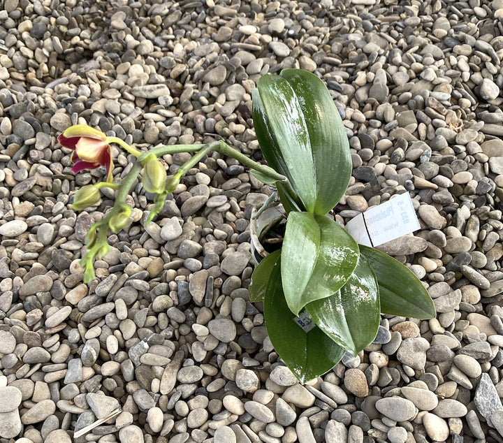 Orhidee Phalaenopsis Sogo Red Star parfumata