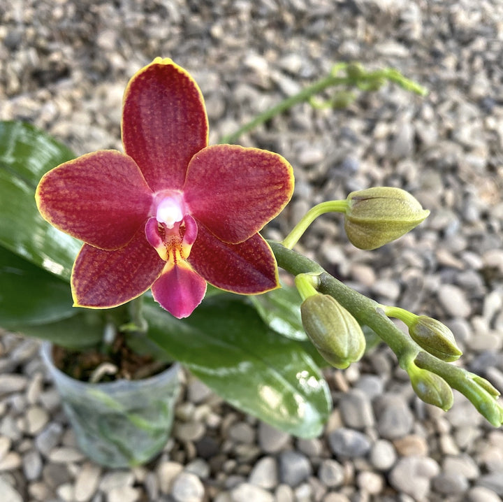 Orhidee Phalaenopsis Sogo Red Star parfumata