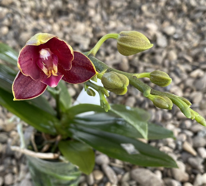 Orhidee Phalaenopsis Sogo Red Star parfumata