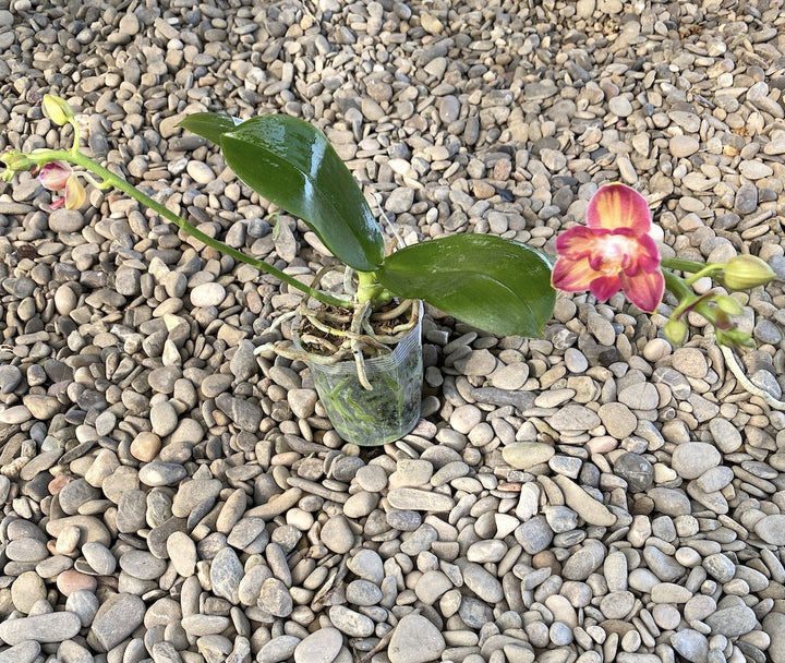 Orhidee Phalaenopsis Tying Shin Smart