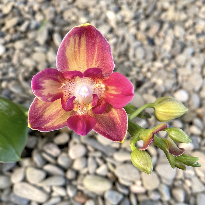 Orhidee Phalaenopsis Tying Shin Smart