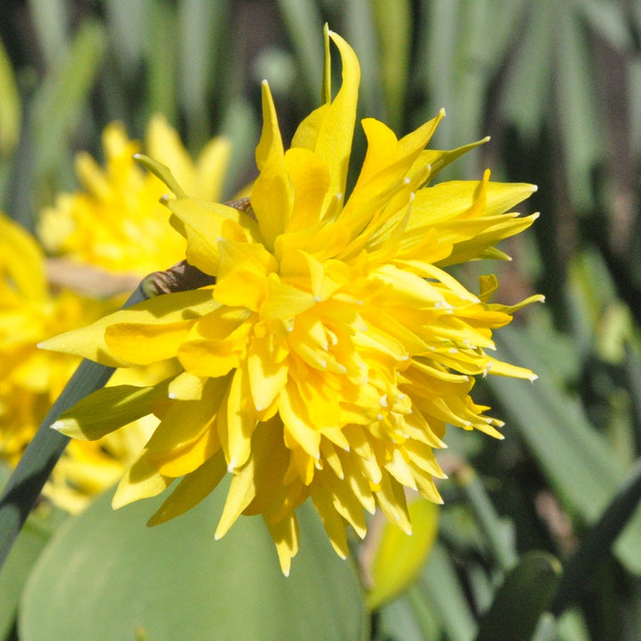 Bulbi narcise olandeze galbene batute - Narcissus Rip of Winkle