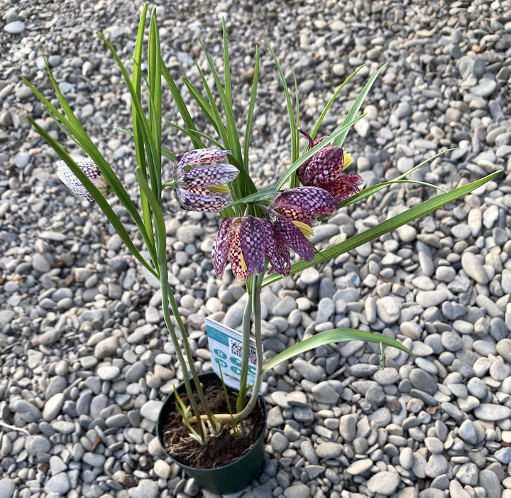 Bulbi de Fritillaria meleagris - laleaua pestrita