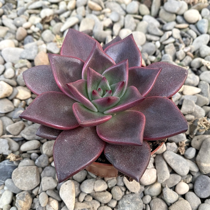 Echeveria taurus