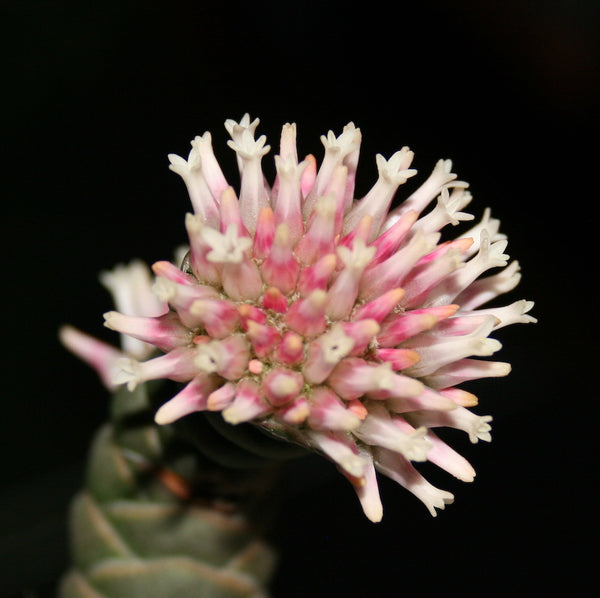 Crassula barklyi (Rattlesnake Tail)