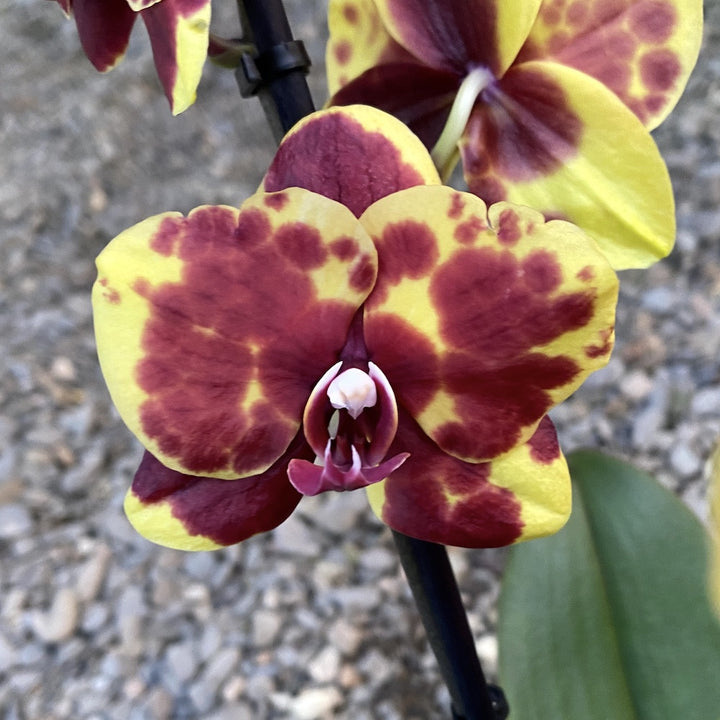 Phalaenopsis Flaming JazZ