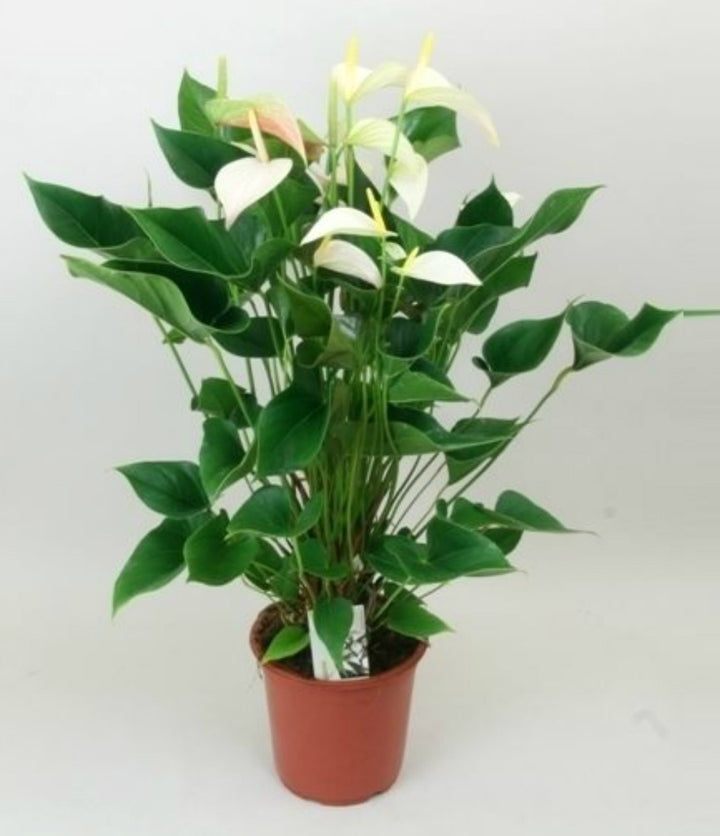 Anthurium alb Alexia Pearl - Floarea Flamingo, la cel mai bun pret online!