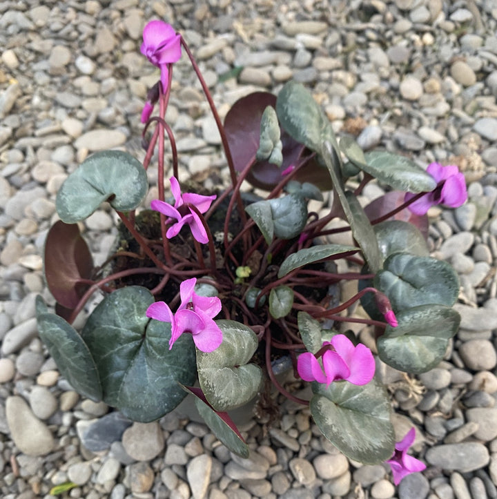 Cyclamen coum (Persian Violet)