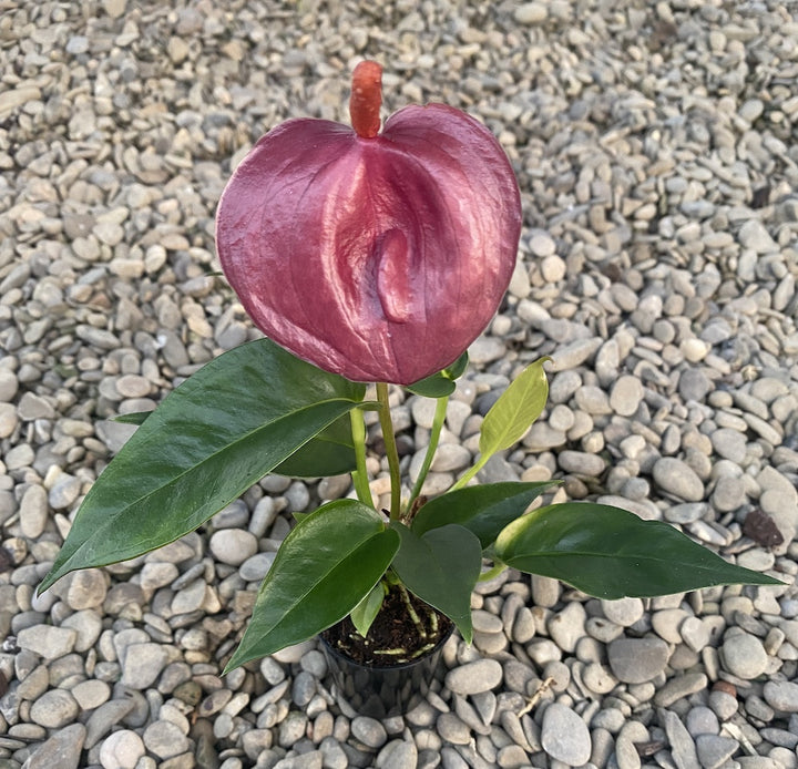 Anthurium Scherzerianum mov - roz, specii deosebite de Anthurium, pret atractiv