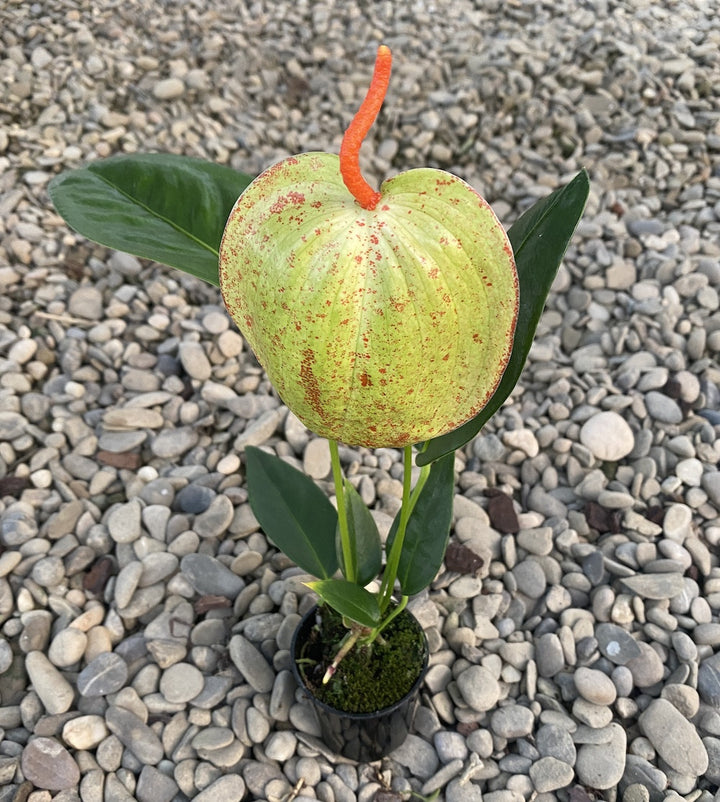 Anthurium Scherzerianum verde, specii deosebite de Anthurium, pret atractiv