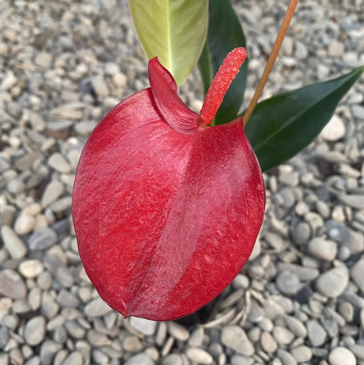 Anthurium Scherzerianum rosu intens