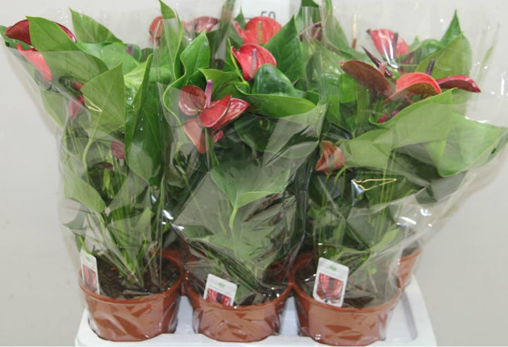 Anthurium grena Thunderbird - Floarea Flamingo, pret atractiv