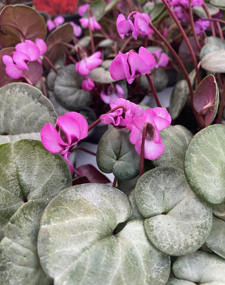 Cyclamen coum (Persian Violet)