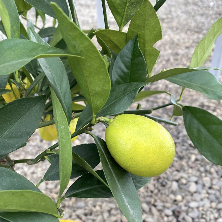 Comanda Lamai altoit cu fructe,  specie botanica - pret imbatabil, cu livrare!