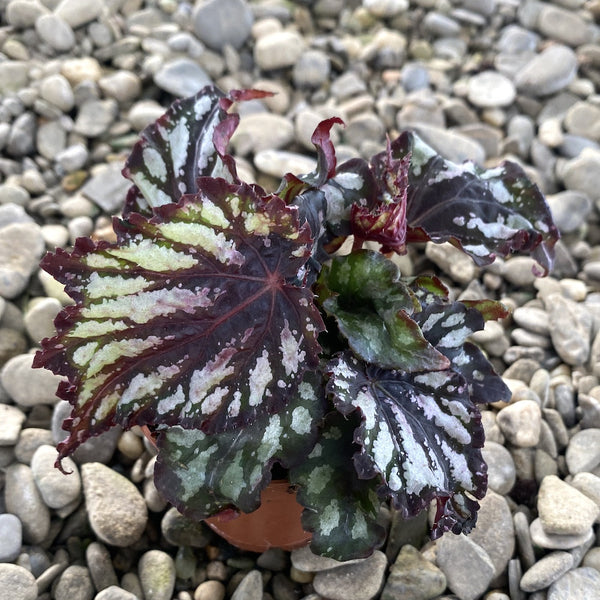 Begonia Rex 'Helen Teupel' mini