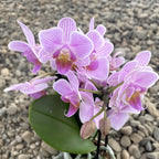 Phalaenopsis Electric Vibes multiflora