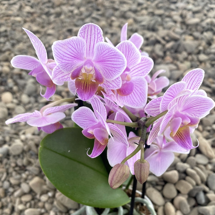 Phalaenopsis Electric Vibes multiflora