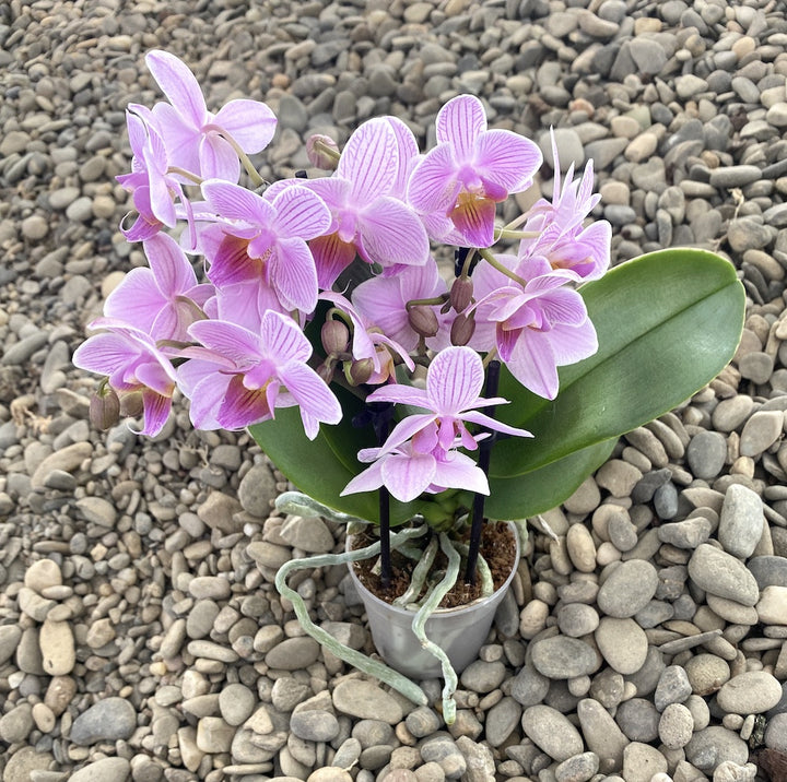 Phalaenopsis Electric Vibes multiflora