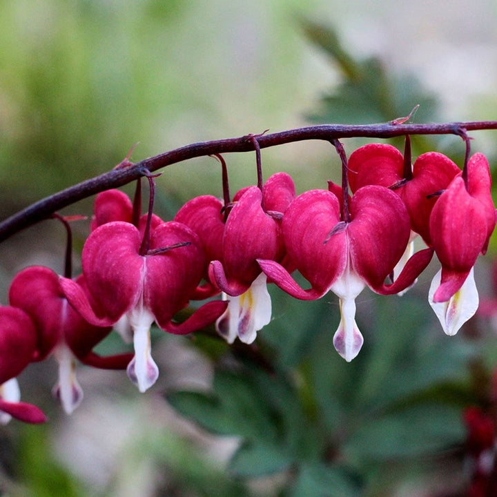 Dicentra spectabilis (Cerceii Doamnei)