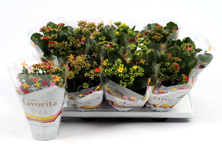 Kalanchoe Calandiva in ghiveci, la cel mai bun pret online!