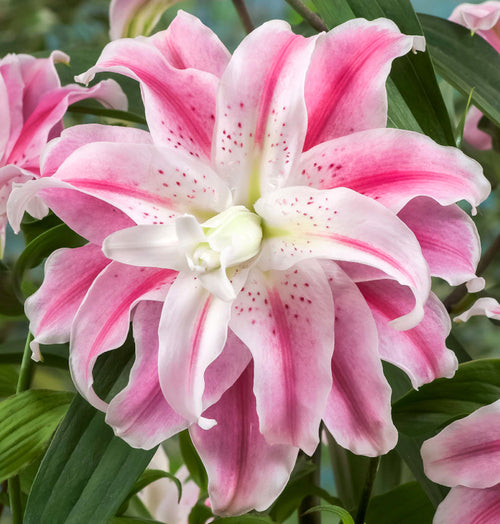 LILIUM ORIENTAL DIZZY CONFEZIONE DA 2 BULBI AUTUNNALI BULBS BULBES