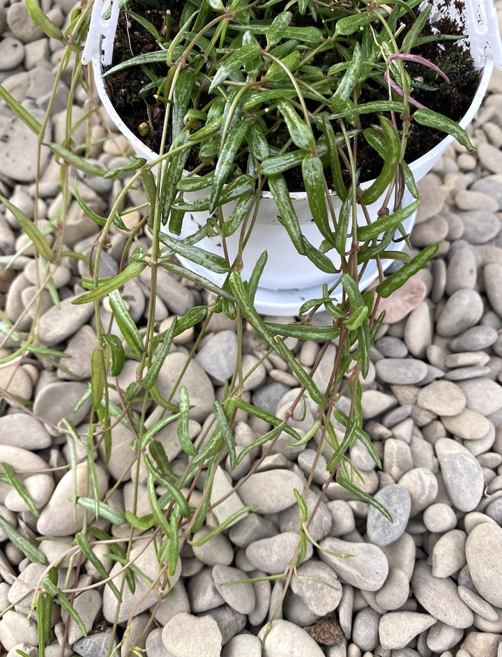 Ceropegia Linearis 'String of Needles'