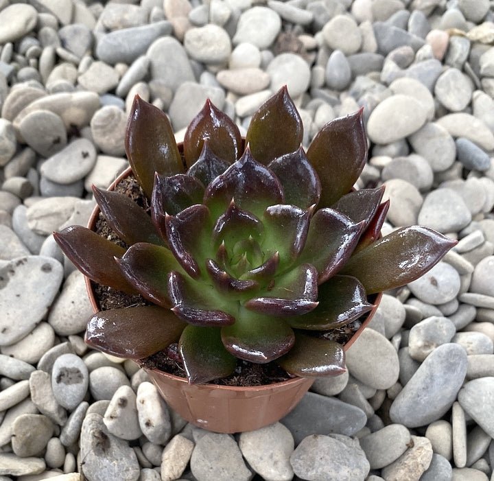 Echeveria echoc