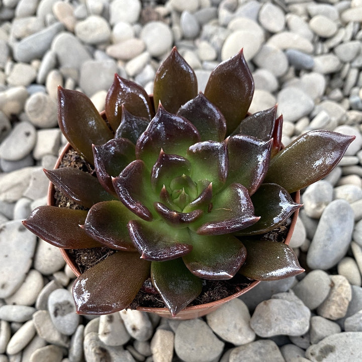 Echeveria echoc