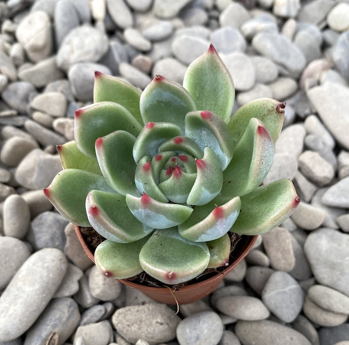 Echeveria lindsayana