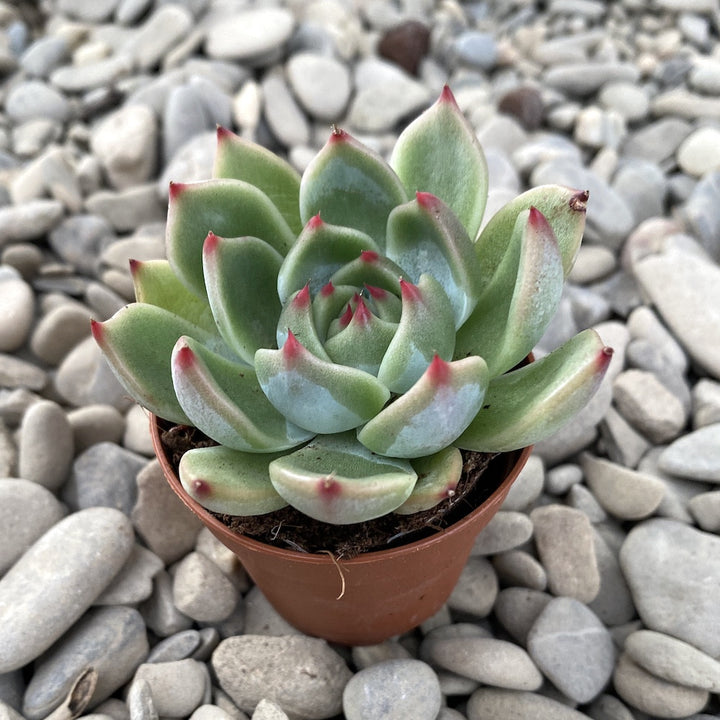 Echeveria lindsayana