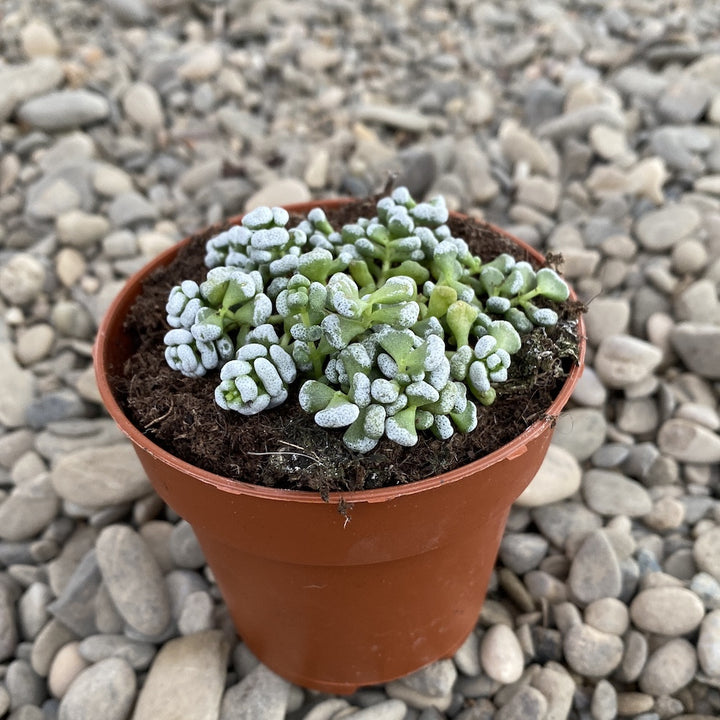 Crassula corallina