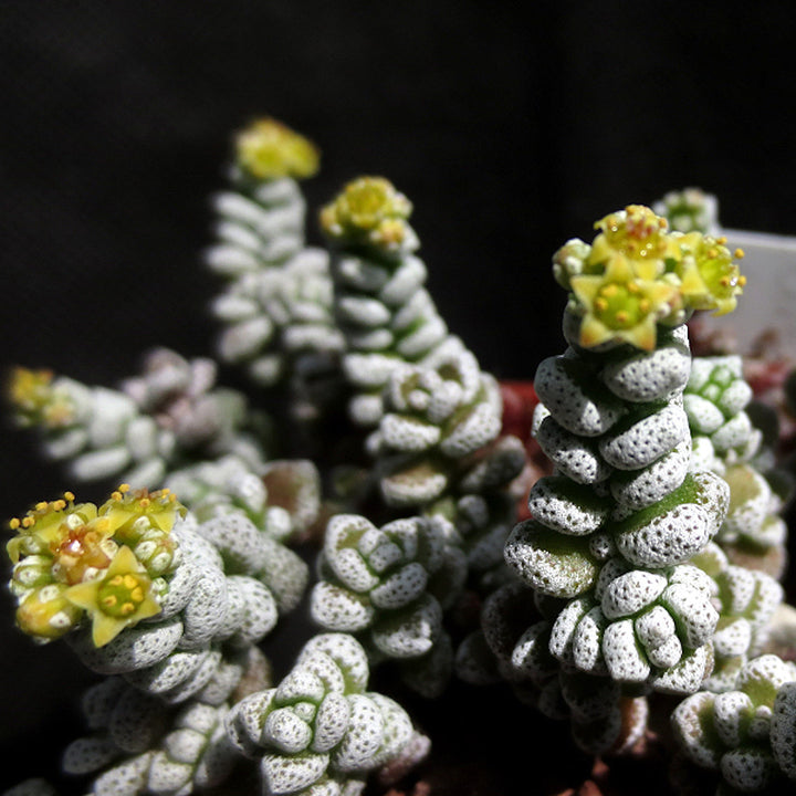 Crassula corallina