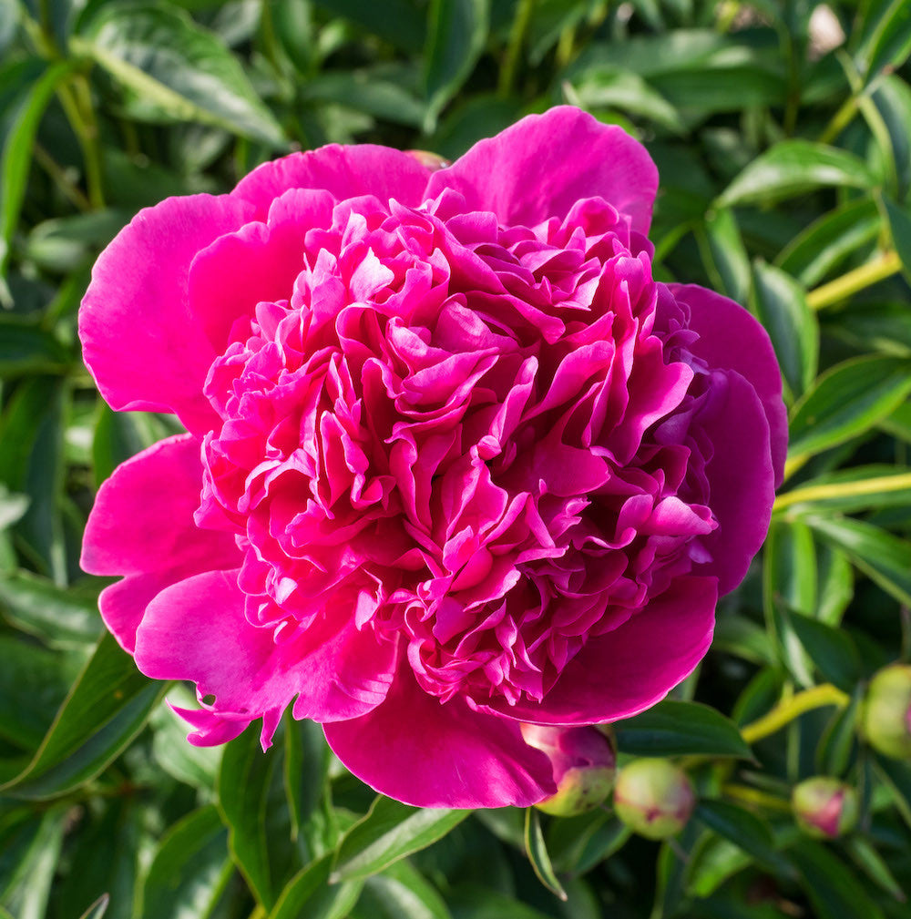 Bujori de gradina parfumati - Paeonia Lactiflora Felix Crousse