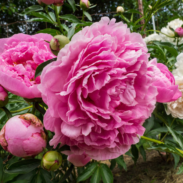 Bujori de gradina roz parfumati - Paeonia Lactiflora Dr. Alexander Fleming