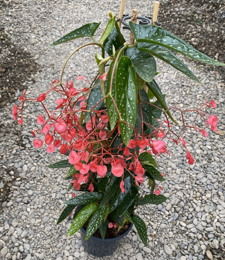 Begonia x Corallina (Angel Wing Begonia)