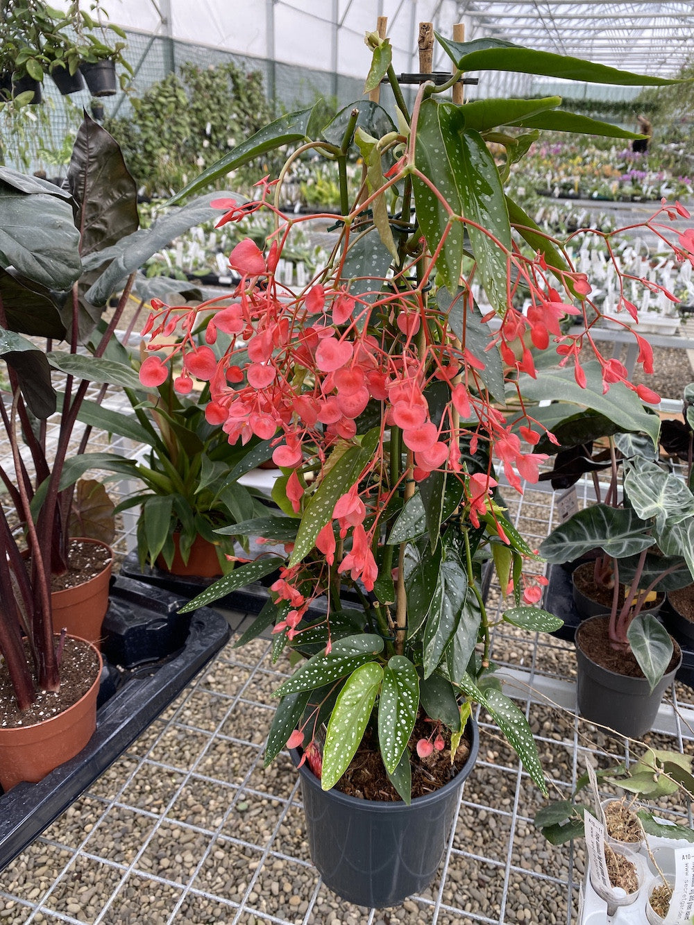 Begonia x Corallina (Angel Wing Begonia)