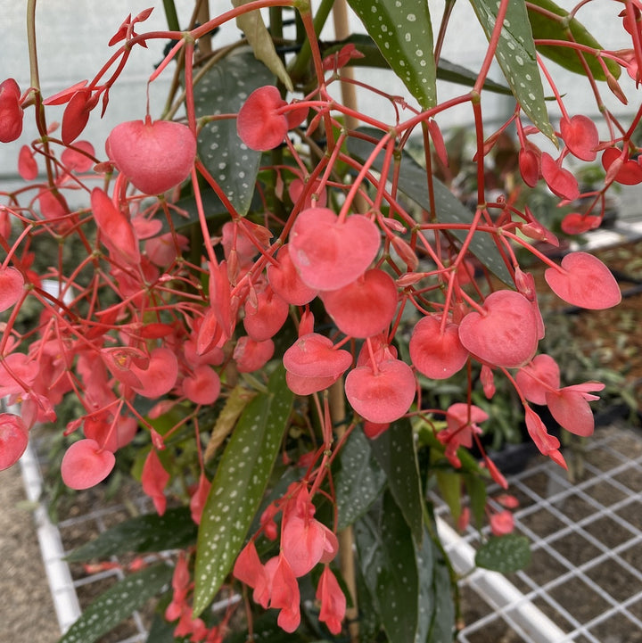 Begonia x Corallina (Angel Wing Begonia)