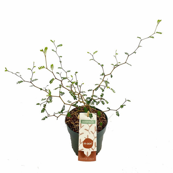 Kowhai (Sophora) prostrata Little Leaf